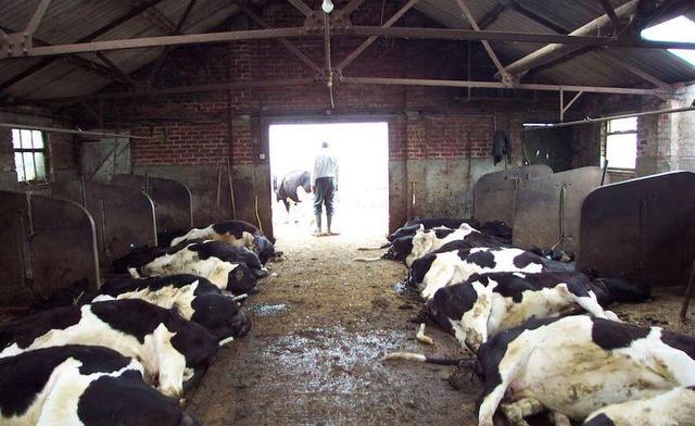 خسارت تب برفکی دامدارانی که بیمه باشند پرداخت میشود