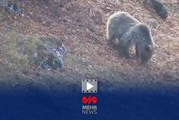 خرس قهوهای مازندران آمادۀ خواب زمستانی میشود