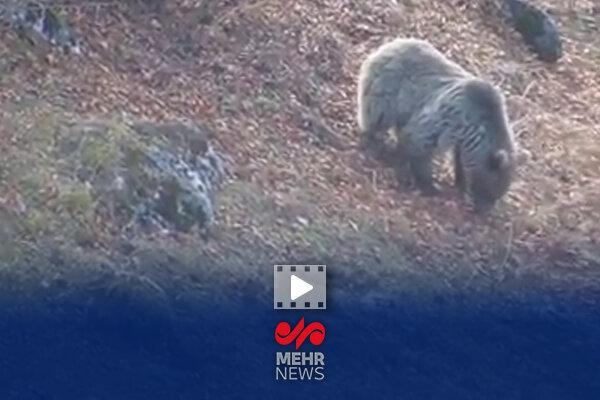 خرس قهوه‌ای مازندران آمادۀ خواب زمستانی می‌شود