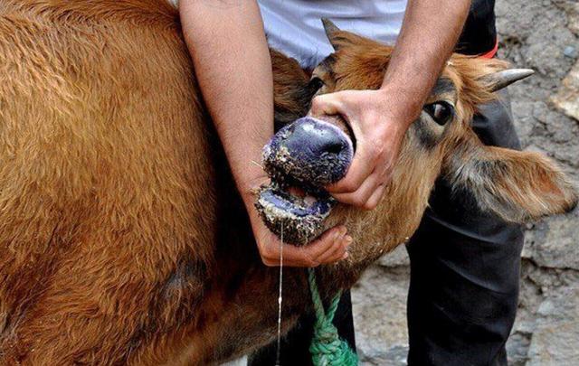 سالاری: دامداران جنوب کرمان در برابر شیوع تب برفکی هوشیار باشند