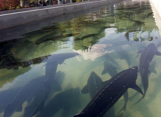 فیلم | جهش تولید و صادرات ماهیان خاویاری از دل کویر خراسان رضوی