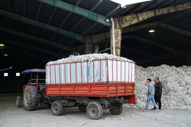 طلای سفید اردبیل و سیاهی چالش‌ها