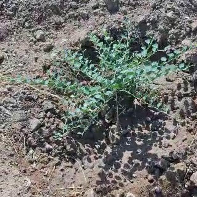 اختصاص ۱۰ هکتار زمین در ملارد برای کاشت بوته کاپاریس + فیلم