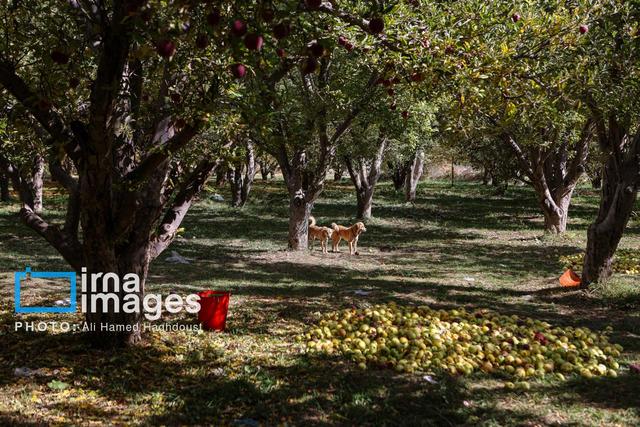 اخطار جدی به کشاورزان استان مرکزی، جمع‌آوری پلاستیک‌های کشت بهاره الزامی شد