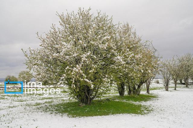 برف و باران در راه زنجان است