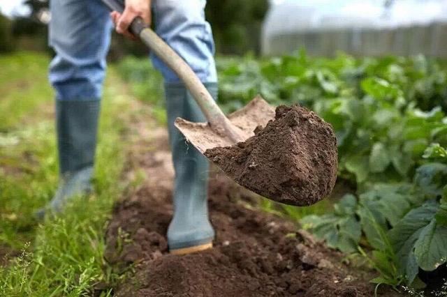 مدیر شرکت خدمات کشاورزی خراسان رضوی: کاهش عناصر خاک زنگ خطر برای بهره‌وری کشاورزی است