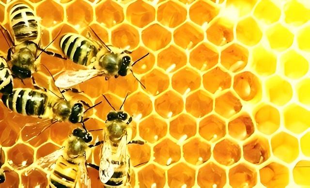 تولید بیش از ۲۶۰ تن عسل در گلپایگان