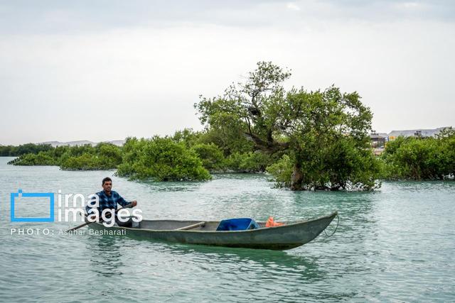 هشدار یک پژوهشگر درباره تهدیدهای جنگل‌های حرا (مانگرو) کشور