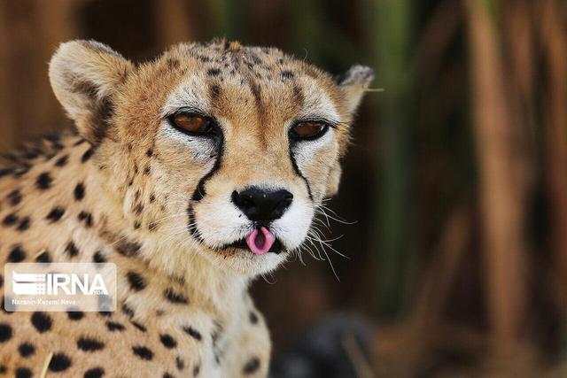 ثبت حضور ۲ قلاده یوز در شمال شهرستان سبزوار+ فیلم