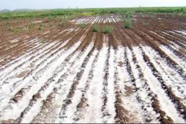 گسترش زمین‌های شور در ایران به 10 میلیون هکتار؛ هشدار نسبت به بحران کشاورزی