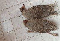 دستگیری متخلف شکار غیرمجاز در زیستگاه‌های آبی پلدشت