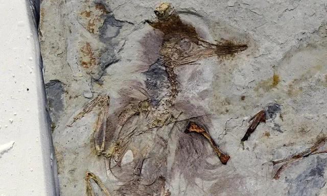 راز پرنده ۱۲۰ میلیون ساله با ۸۰۰ سنگ در گلو | عکس