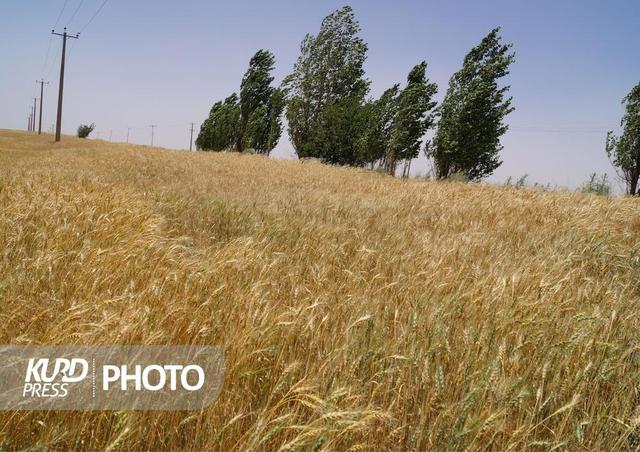 مدیرعامل بنیاد ملی گندمکاران : واردات گندم در ایران به ٨ میلیون تن می رسد