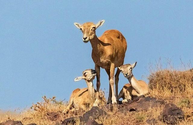 آغاز سرشماری حیات وحش آذربایجان شرقی/ پایش ۴۰ مسیر توسط گروه‌های شرکت کننده