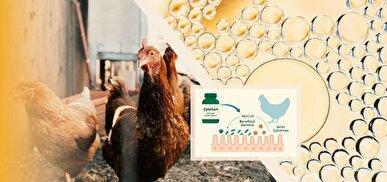 محققان ایرانی موفق به تولید مکمل ضدالتهاب روده طیور شدند