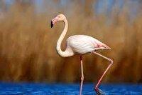 جشنواره ملی عکس فلامینگو در بهشهر