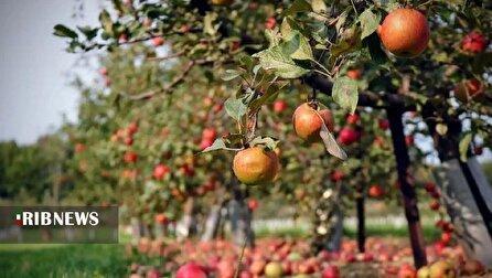 میوه هایی که هدر می روند