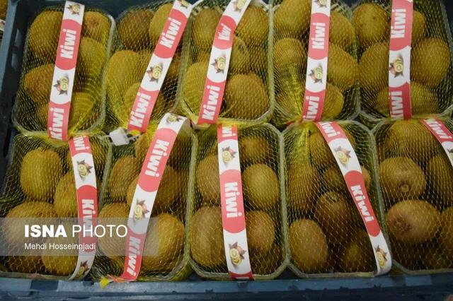 سرپرست جهاد کشاورزی استان: بالغ بر ۱۵ هزارتن کیوی مازندران به خارج از کشور صادر شد