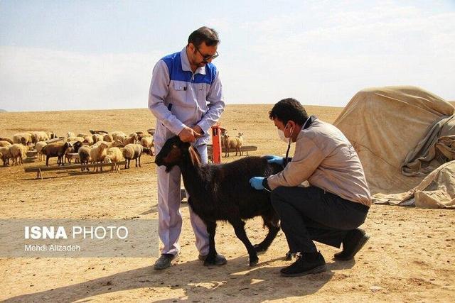 مدیرکل دامپزشکی زنجان: مردم هرگونه تلفات مشکوک دام را گزارش کنند
