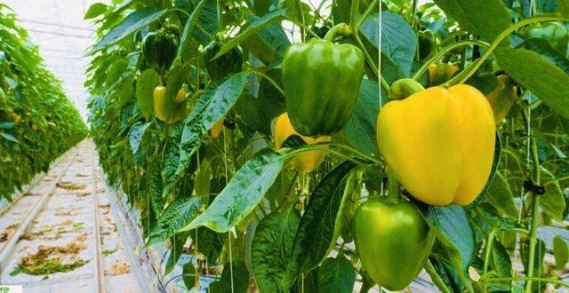 آغاز برداشت فلفل دلمه‌ای باکیفیت از مزارع سرخون و ایسین بندرعباس