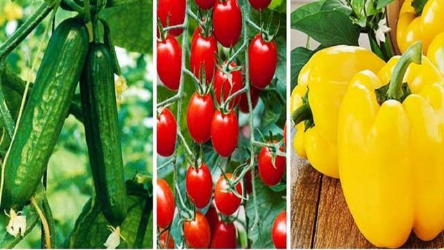 زنجان به‌سوی قطب تولید گلخانه‌ای ایران حرکت می‌کند