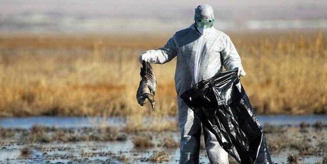 هشدار دامپزشکی نسبت به شیوع بیماری آنفلوانزا پرندگان در مازندران