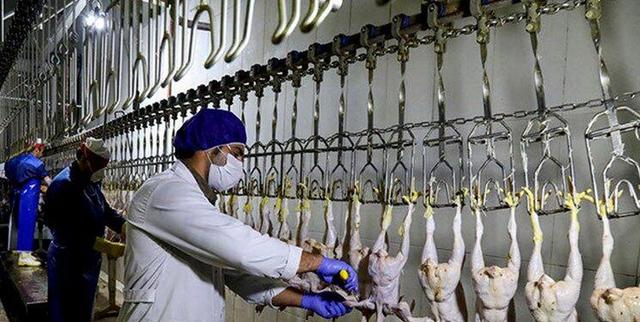 هشدار دامپزشکی نسبت به شیوع بیماری آنفلوانزا پرندگان در مازندران