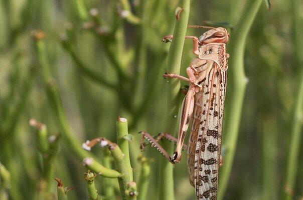 هرمزگان آماده مقابله با هجوم ملخ های صحرایی است