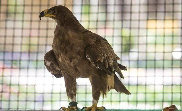 نجات پرنده شکاری در پارسیان هرمزگان