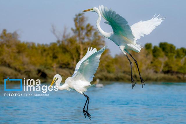 خطر شیوع آنفلوانزای حاد پرندگان در هرمزگان 