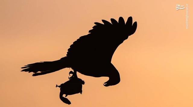 برترین عکسهای مسابقه زندگی پرندگان استرالیا ۲۰۲۵