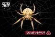 نورنما | تار عنکبوت غول پیکر