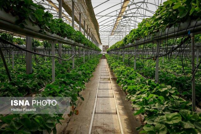 توسعه گلخانه‌ها محور اصلی جهش تولید در لرستان
