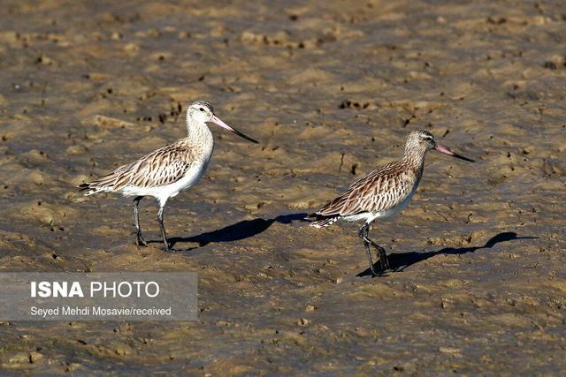 آغاز ورود پرندگان مهاجر به کرمانشاه/ تشدید پایش آنفلوآنزای پرندگان