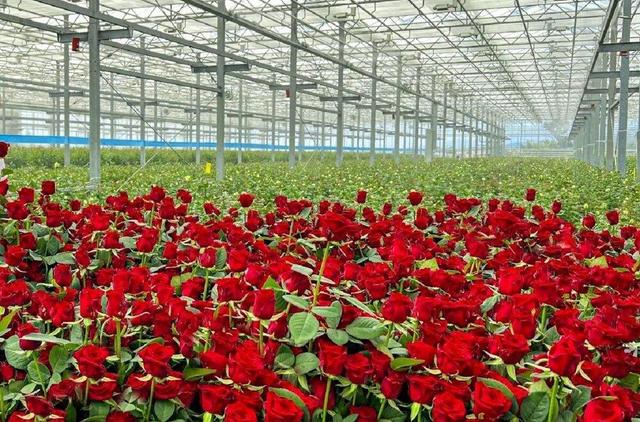 گل رز را به قیمت پارسال بخرید/ افزایش قیمت خاصی نداشتیم