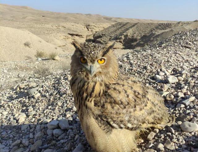 امضای تفاهم‌نامه برای جلوگیری از آلودگی خاک/ رهاسازی یک بهله شاه‌بوف در طبیعت دامغان