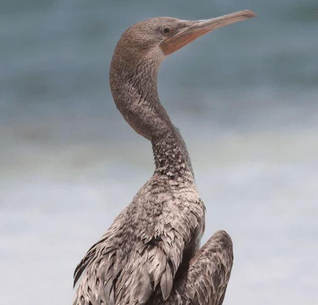«باکلان» پس از درمان به دره انجیر بازگشت