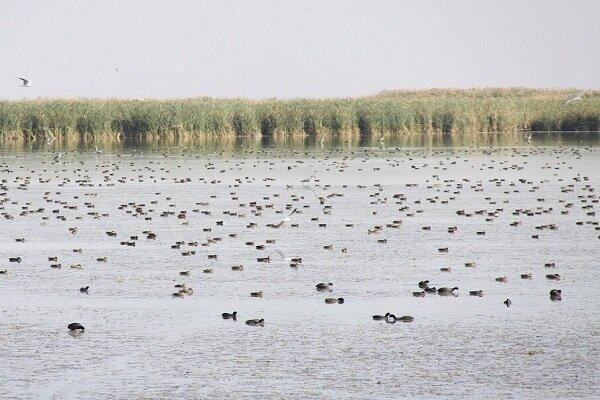 سلیمانی: تالاب کانی‌برازان در پی بارندگی‌های اخیر دوباره آبگیری شد