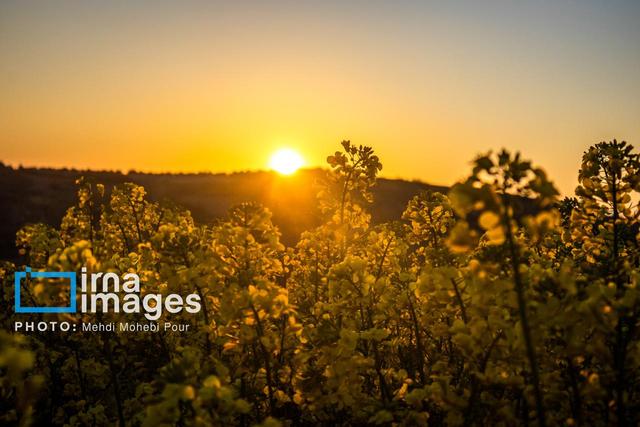 خشکسالی سطح کشت کلزای خراسان شمالی را ۲۷ درصد کاهش داد