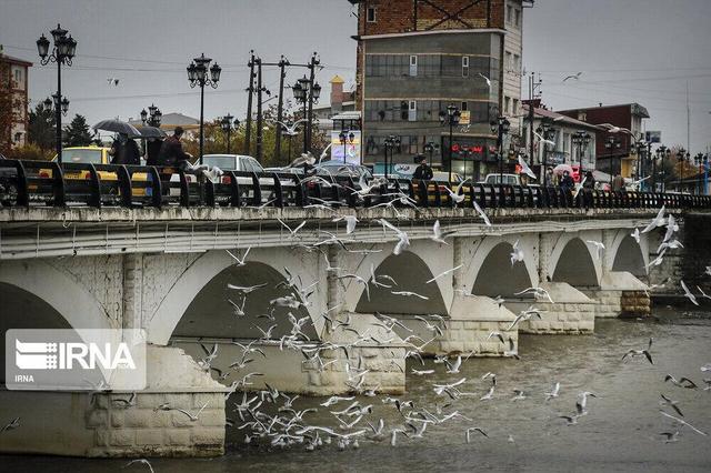 اینجا چشمه‌کیله تنکابن، بهشت کاکایی‌ها