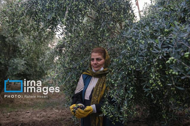 جمهوری اسلامی ایران جزو ۱۰ کشور اول دنیا در محصولات باغبانی است