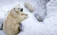 صحنه بامزه سرخوردن خرس قطبی روی برف (فیلم)