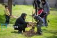 پویش درختکاری «در سایه مادر» در ۹ شهرستان خراسان جنوبی اجرا می‌شود