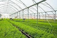 هشدار جهاد کشاورزی برای گلخانهداران آذربایجانغربی