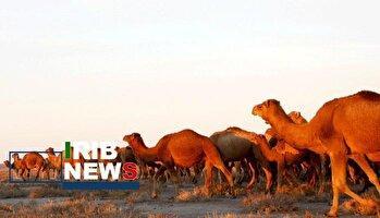 از جنگل تا بیابان، اقتصاد شتر در گلستان