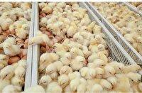 انجام بیش از ۴ میلیون قطعه جوجه ریزی در کاشمر