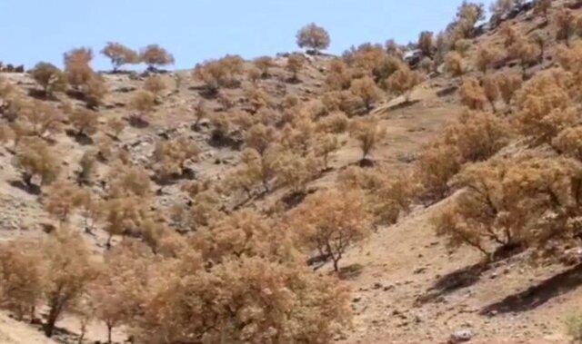 نماینده ویژه رئیس سازمان برنامه و بودجه: مشکل اصلی جنگل‌های زاگرس بحث مدیریت است