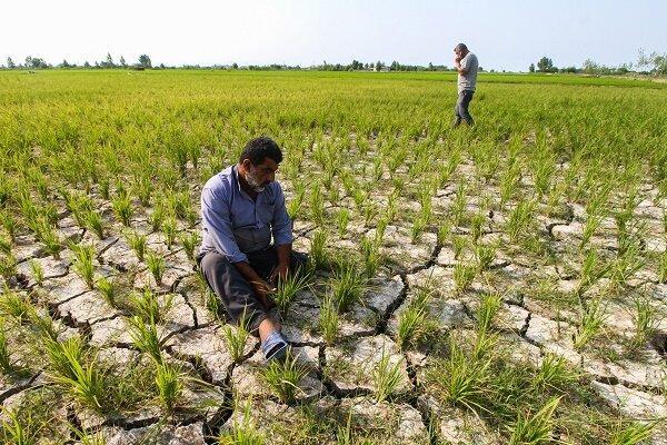 معاون وزیر کشاورزی: الگوی کشت باید براساس منابع آب و خاک طراحی شود