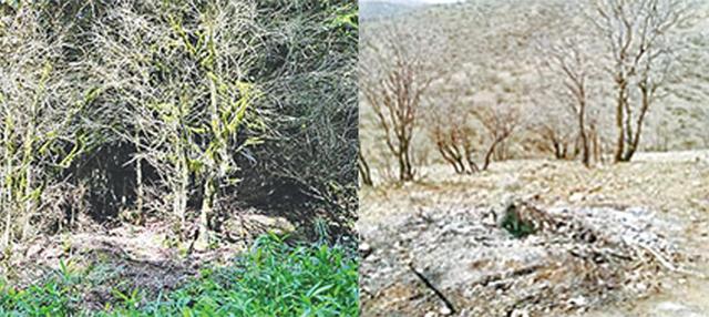 ضرورت حرکت به سمت جنگلداری اجتماعی برای نجات جنگل‌های زاگرس