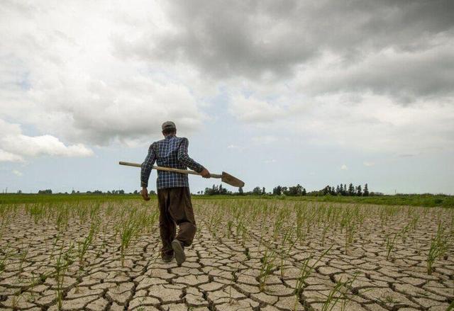 خسارت ۱۱ هزار میلیاردی خشکسالی به محصولات کشاورزی لرستان